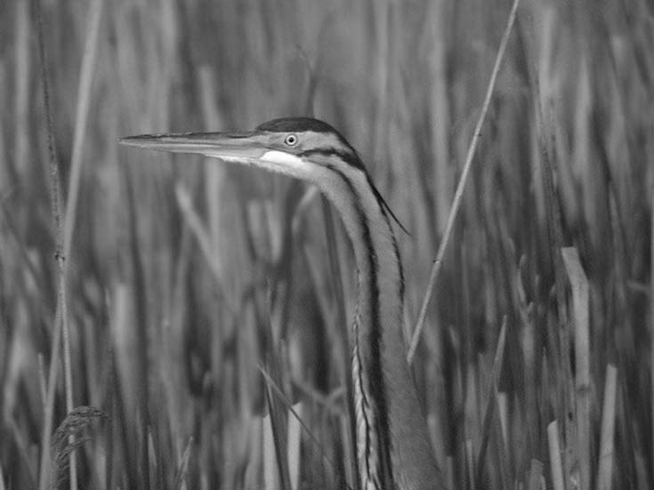 VOGELTELLINGEN IN NEDERLAND Op de nationale vogelteldag worden op veel plaatsen in Nederland jaarlijks vogeltellingen uitgevoerd.