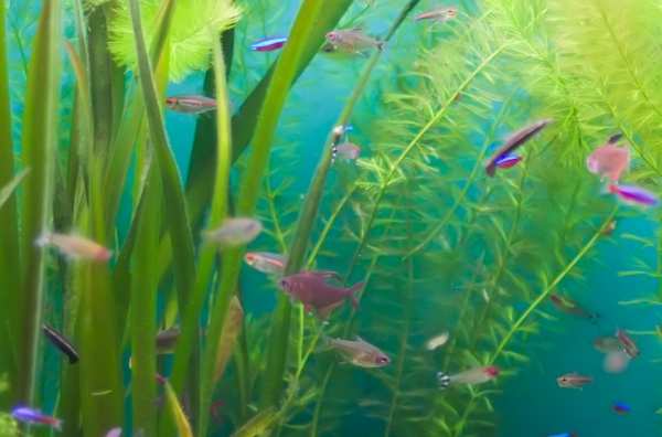 3. VERZORGING Huisvesting Je hebt een aquarium nodig van minstens 60 centimeter. Vuurneons leven liefst in scholen, dus moet je er minstens vijf houden die in een school kunnen zwemmen.