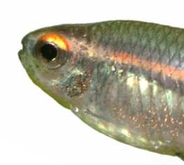 4. WAT DOE JE WEL EN WAT DOE JE NIET NIET fel licht gebruiken, daar houden deze vissen niet van. Drijfplantjes zorgen voor wat duisternis en helpen het water gezond te houden.