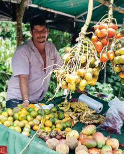 1 0 6 HK ia sr tao kr ty e r i s t i e k e n Het fruit van Costa Rica Of het nu hoog opgetast op de markt ligt, op een bord wordt opgediend of tot een shake wordt verwerkt, de enorme verscheidenheid