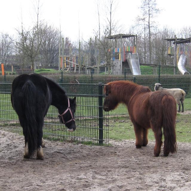 HIER IS ZE DAN: ONZE NIEUWE PONY BLAZE We zijn ontzettend blij dat Buitenwereld een grote pony heeft kunnen kopen. Dit was een hele grote wens van ons, en onze bezoekers.