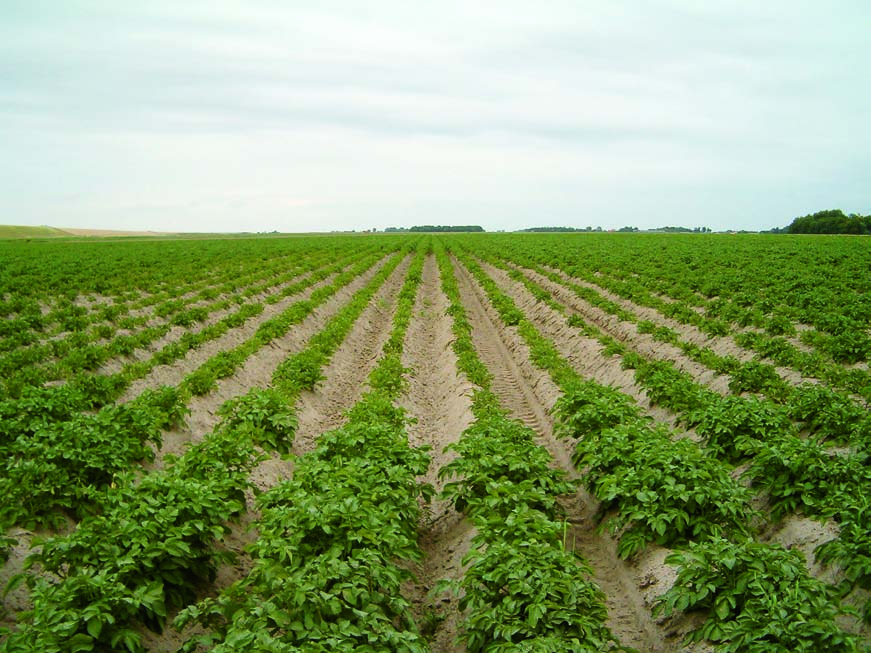 Als je een gewasmonster neemt... Steek met een schop totaal 3 planten uit: 1. aan de rand van een slechte plek, 2. in de slechte plek en 3. ergens in het gezonde gewas.