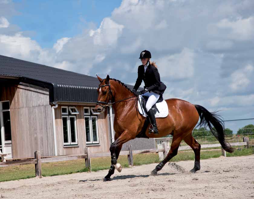 Praktijkervaringen De ervaring en het inschattingsvermogen van ruiters was bij de ontwikkeling van EquiRock van groot belang.