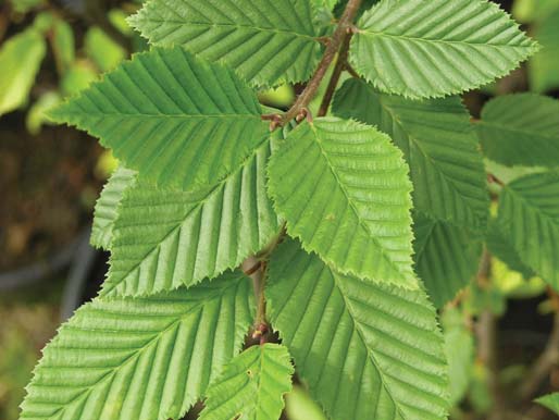 BEPLANTINGSLIJST Carpinus betulus Crataegus monogyna