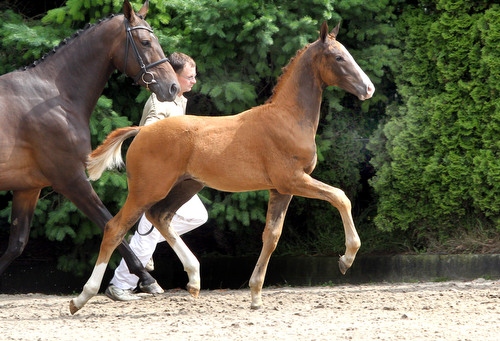 Wij zochten een woning met ruimte voor de paarden, omdat mijn ouders gingen verhuizen naar Poppel.