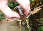 APPENDIX 6. PHOTO IMPRESSION * = spiny cheek crayfish present at site; * = red swamp crayfish; * = virile crayfish. HHD-01 (foto: K. Keijzer) HHD-05 (E. Bekker)* HHD-08 (foto: W.