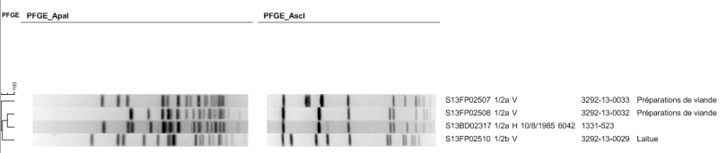 Figuur 9: Vergelijking van PFGE-profielen van L. monocytogenes geïsoleerd van een patiënt en de voeding die mogelijk was betrokken in de uitbraak (NRC Listeria). 3.5.6.