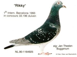 De Rikky, NL1164925-90, bracht Jan Theelen in Buggenum onsterfelijke roem met het winnen van 1e Internationaal Barcelona in 1993 tegen 33.145 duiven.