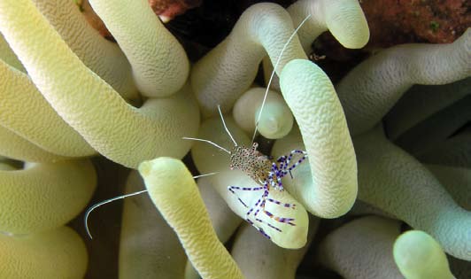 Hippocampus Reidi Lysmata amboinensis Hier volgt een impressie van wat Guido en Tineke daar beneden in het Curaçaose water zien en wat hen blijft fascineren.