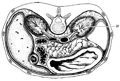 VOORTPLANTINGSSTELSEL biceps en triceps penis bronchiën schedel rib dunne darm aorta buikspier lever 17. Bekijk het onderstaande plaatje.