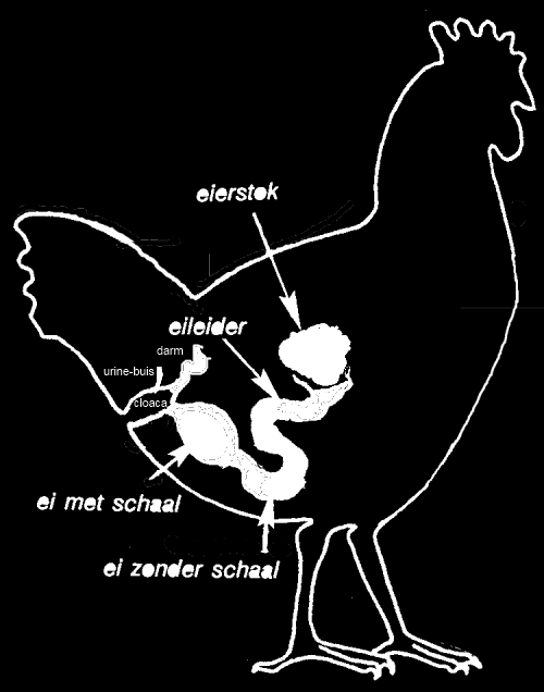 Wat is een verschil met het zelfde orgaanstelsel van de mens? 19.