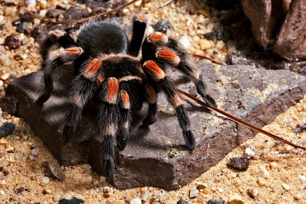 Opdracht 3 Je praat met een vriendin. Je vertelt aan haar dat je niet graag naar het bos gaat. Kijk naar de plaatjes.