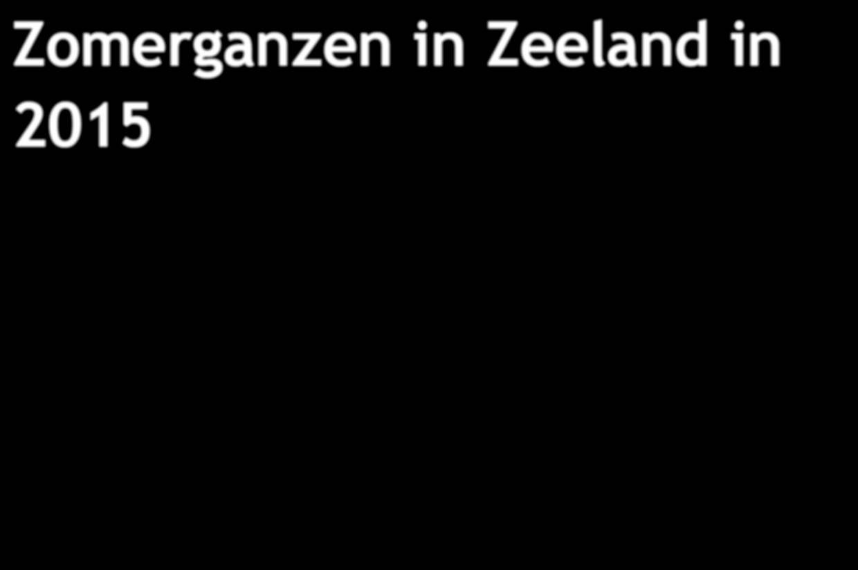 Zomerganzen in Zeeland in 2015