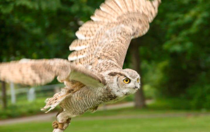 Roofvogelshow Een spectaculaire roofvogelshow Laat jullie gasten kennis maken met echte roofvogels. Of combineer de roofvogelshow met het aanvliegen van de trouwringen.