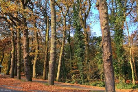 Coenderspark: park voor de wijk! Het Coenderspark kan veel mooier gemaakt worden; een echt park voor de wijk. Dit is de ambitie van de Werkgroep Coenderspark, waarin ook ouders van onze school zitten.