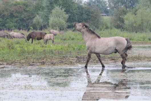 populaties voorkwamen. Grote delen van Europa, inclusief Groot Brittanië en Ierland, bestonden uit bos en daar kwamen om die reden (bijna) geen wilde paarden voor.