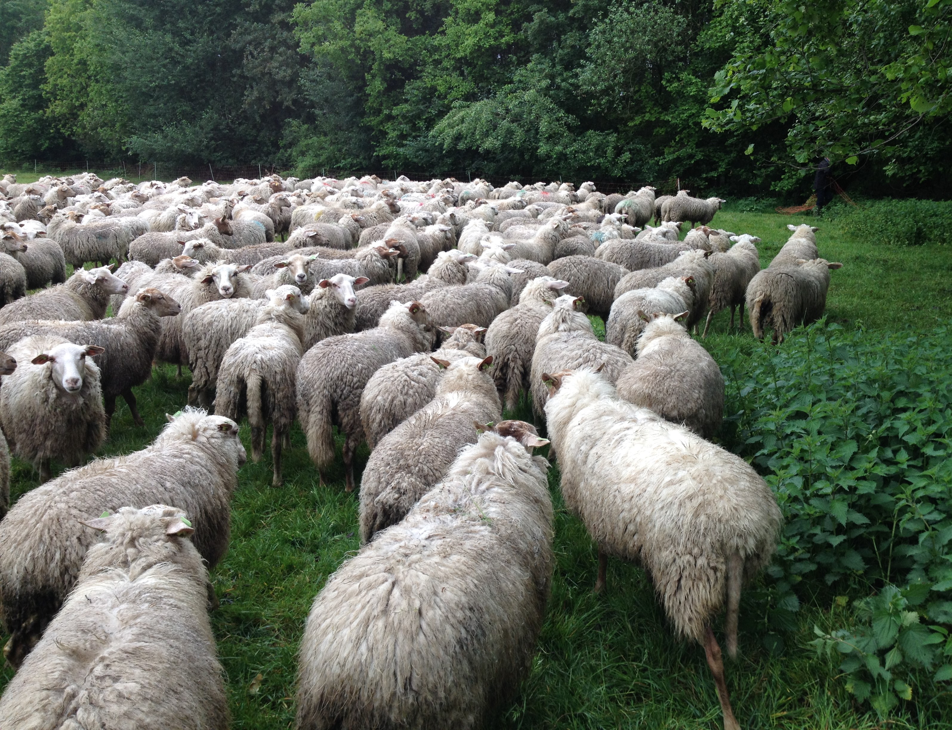 Het hoeden van schapen is geen 9 tot 5 baan. Ik sta zeven dagen in de week tussen de schapen. Normaal staat het gras hier hoog en sommige planten en kruiden wel een meter hoog.