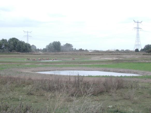 2.1 Landschap Het grootste deel van Afferdense en Deestse Waarden bestaat momenteel uit een open landschap. De fronten Deest en Druten hebben vrij zicht op en over de rivier.