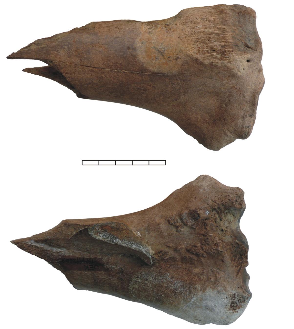 Foto 8: Bison priscus hoornpit met deel schedel