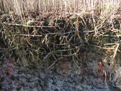 de Oerderduinen op Ameland alwaar (restanten van) riet- en biezenvelden een duidelijk dempende werking hebben op de afslag van de kwelderrand (zie Figuur 3.3).