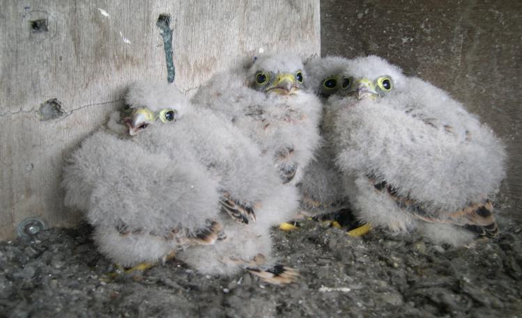 Huiszwaluwen Evenals de voorgaande jaren hebben wij de grotere kolonies huiszwaluwen geteld in ons werkgebied. Hieruit bleek dat de huiszwaluwen in ons telgebied een minder goed jaar hadden.