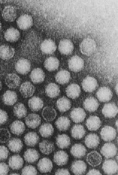 1 Aanleiding van het onderzoek Arabis-mozaïekvirus (ArMV) is een virus met een brede waardplantenbereik.