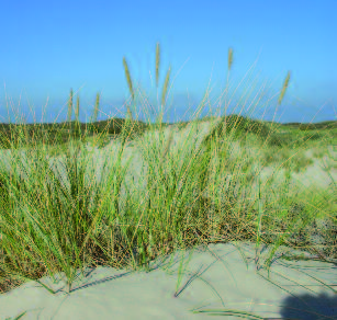 van de grootste knelpunten in natuurgebieden met waardevolle grondwaterafhankelijke natuur.