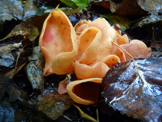 Eindverslag van de opdracht Beheeradvies op basis van de waargenomen macrofungi in het Provinciaal domein Averegten te Hallaar Opdrachtgever: Opdrachthouder: Veldwerk: Teksten en gegevensverwerking: