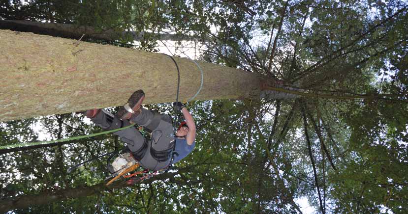 Bas Hoog Antink bezig in een boom de Hoofdweg in Bant. Afbreken Bomen duurt een week, met één dag klimtheorie en twee dagen bomen afbreken in de praktijk.