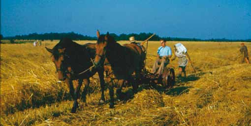 Landbouw achter de Breede Sloot. In het voorjaar wordt het land omgeploegd. Het paard trekt de ploeg en de vrouw gooit elke halve meter een aardappel in de voor.