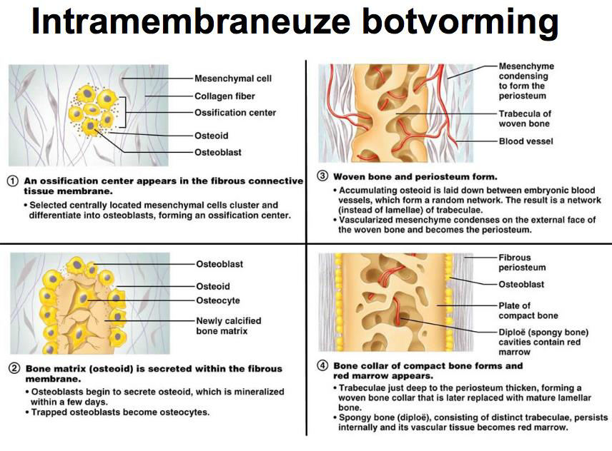 Twee verschillende typen verbening: Intramembrneuze botvorming: Endesmaal -> bijvoorbeeld schedelbeenderen o Botvorming beint in een bindweefselgebied wat lijkt op een membraan o Groepjes