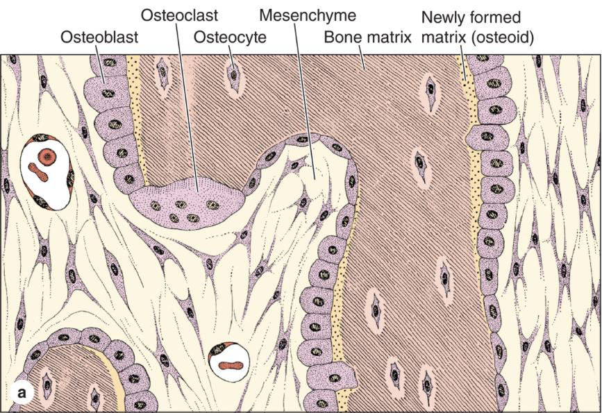 Botweefsel (Junqueira hoofdstuk 7): Gespecialiseerde vorm van bindweefsel cellen (osteoblasten, osteocyten, osteoclasten), matrix (30% collegene vezels/ 60% kalkzouten in volwassenen) Dynamisch