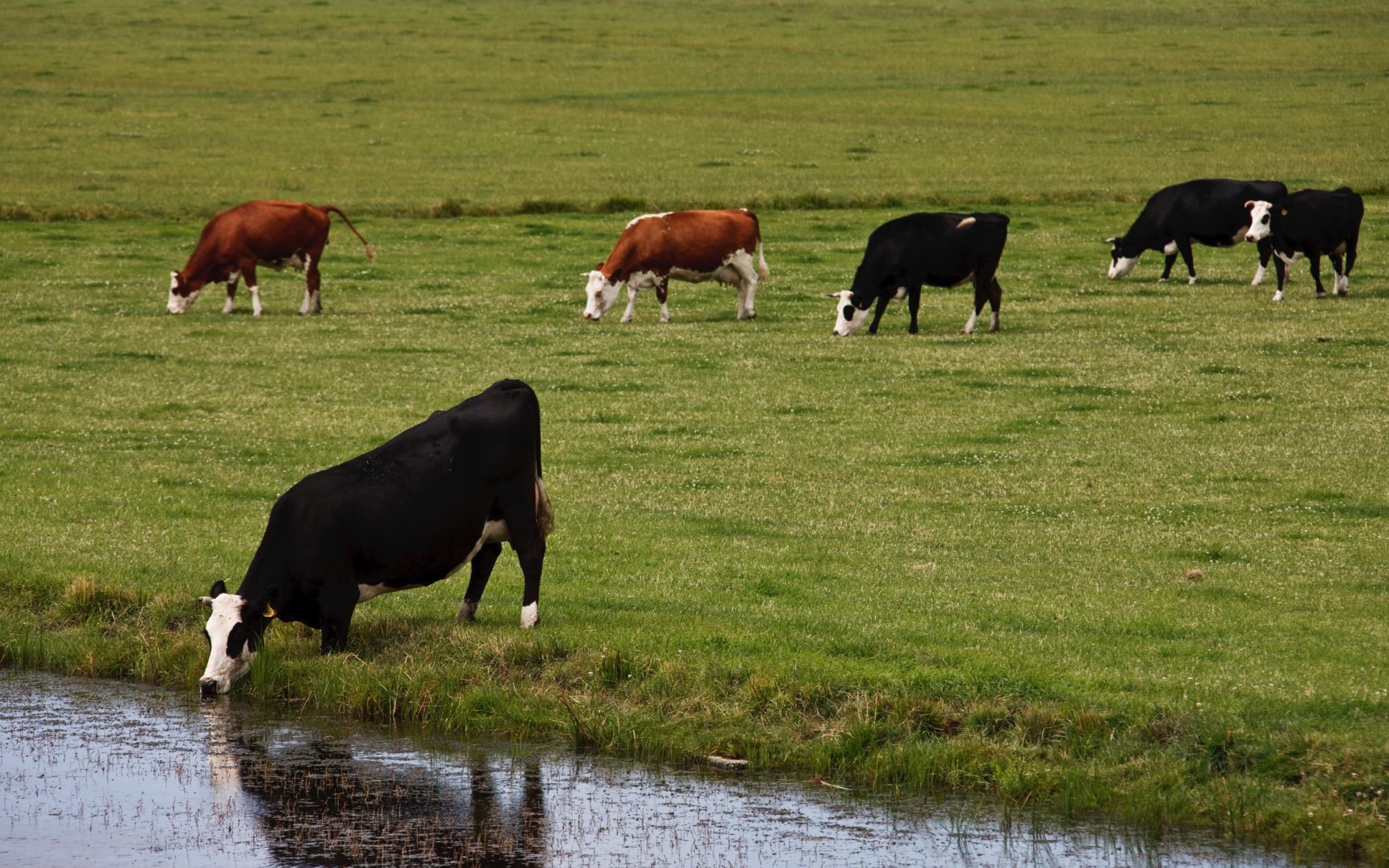 Eerste KRW-periode: voorbeelden van maatregelen Samenwerkingsproject groenblauwe diensten Met groenblauwe diensten en de inzet van agrariërs pakken we de waterkwaliteitsproblemen aan.