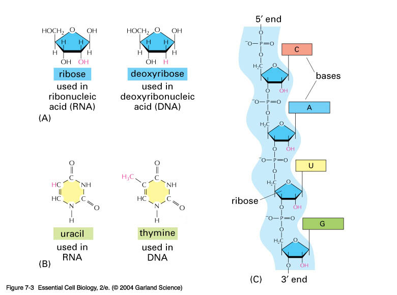 Moleculen in Leven Hoofdstuk 5. Van DNA-fout naar foute ionenpompen, hoe? Hoofdstuk 5. Van DNA-fout naar foute ionenpompen, hoe? De chloride-ionenpompen die in CF-patiënten niet goed werken zijn eiwitten.