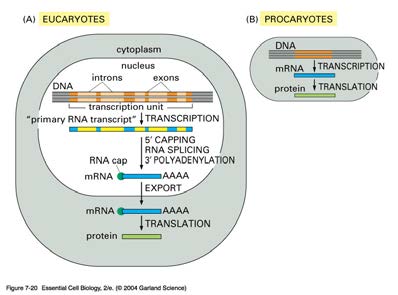 Hoofdstuk 5. Van DNA-fout naar foute ionenpompen, hoe? 5.2 RNA-processing, het bewerken van het mrna in de celkern Moleculen in Leven Prokaryoten zijn organismen zonder celkern.
