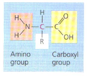 Moleculen in Leven Hoofdstuk 7. Hoe werkt een chloride-ionenpomp? Hoofdstuk 7. Hoe werkt een chloride-ionenpomp? In Hoofdstuk 2 zijn de functies van allerlei verschillende eiwitten behandeld.