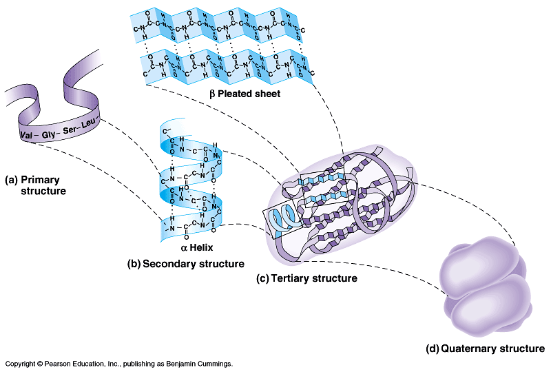 Moleculen in Leven Hoofdstuk 7. Hoe werkt een chloride-ionenpomp? 7.3 Het koppelen van aminozuren Verschillende aminozuren worden aan elkaar gekoppeld tot een polypeptide.
