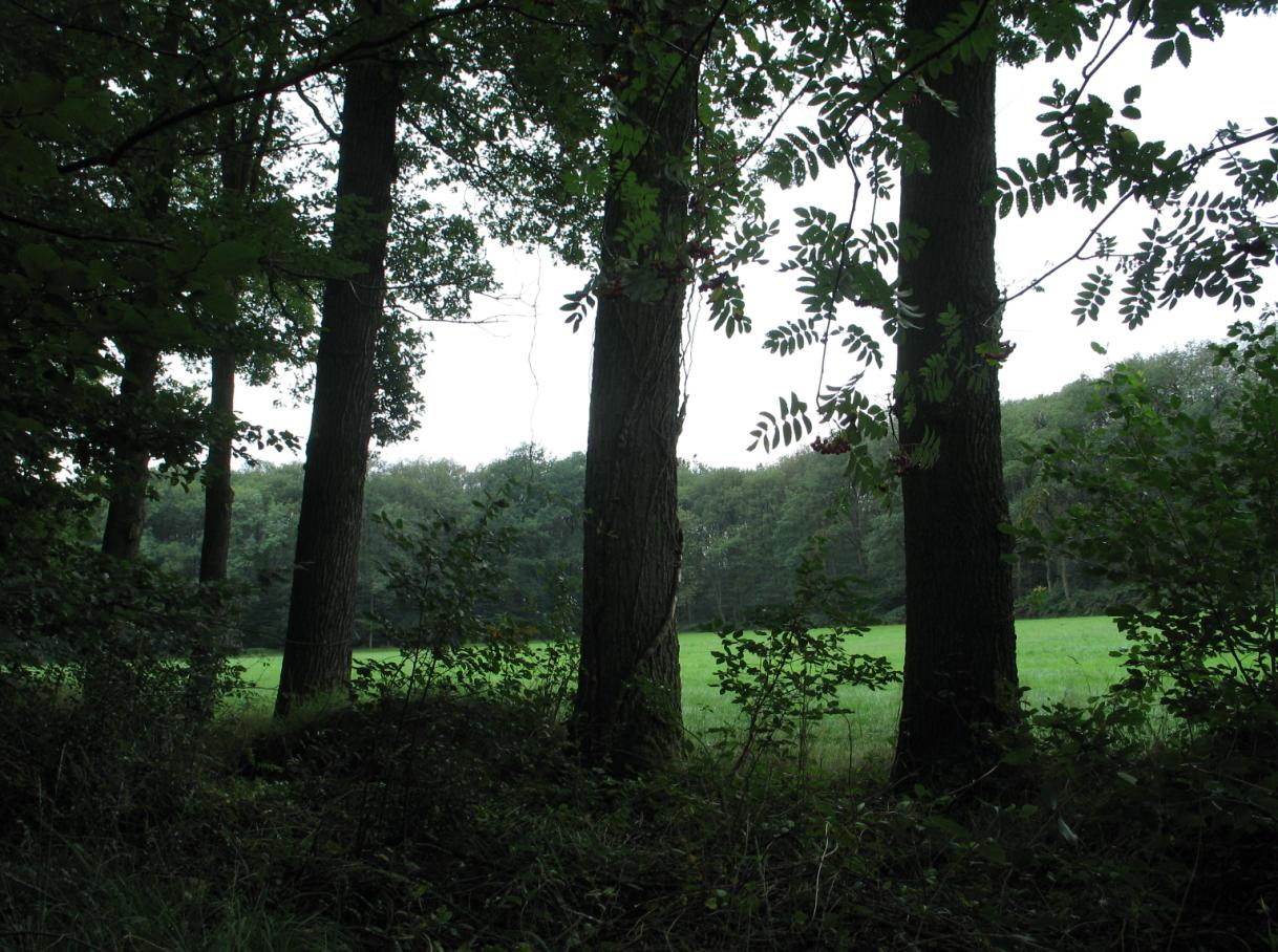 Dinsdag 28 oktober Krasse knarrenexcursie Grote bossen in t Woold 9.30 uur vanaf het VVV-kantoor in Winterswijk Ongeveer 12.