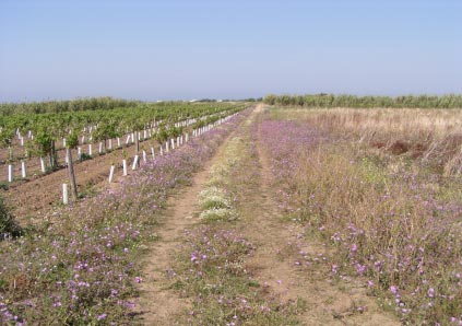 Mediterrane strobloem, Helichrysum stoechas. De westkust bestaat uit loodrechte hellingen van geel los gesteente.