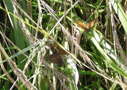 Valse luzernevlinder,, Colias alfacariensis.