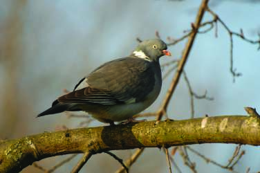 Daarnaast zijn er ook een aantal nieuwe soorten in het gebied. Hoewel de aantallen nog gering zijn, zijn dit wel soorten die passen bij het loof- en gemengd bos op het Wechelerveld.