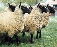 Clun Forest schapen - een sieraad in uw wei! Oorsprong Het ras Clun Forest is ontstaan in het midden van de 19 e eeuw.