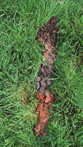 Hoofdstuk 3 Afplaggen zonder vooronderzoek is af te raden omdat de toplaag van de bodem naast voedingsstoffen als fosfaat en stikstof ook stoffen bevat die een zuurbufferend vermogen hebben.