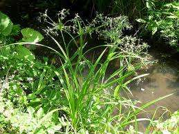 Bies Bies met meerdere aren als bloeiwijze Kogelbies (Scirpoides holoschoenus) Borstelbies (Isolepis