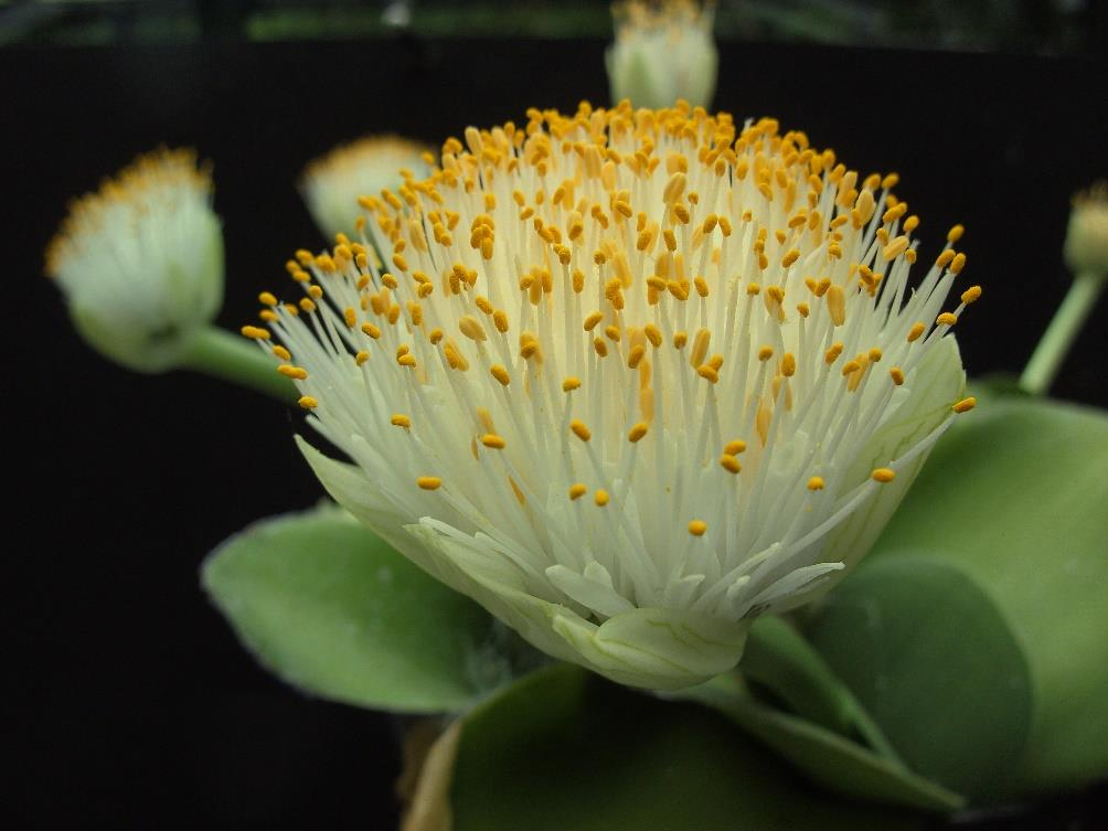 Een praatje bij een plaatje: Haemanthus albiflos Haemanthus albiflos in bloei Tijdens de nieuwjaarsborrel bij Loes en mij werd ook de kas druk bezocht.