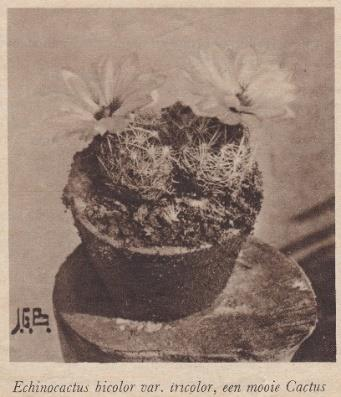 Gelezen in FLORALIA, geïllustreerd weekblad 2 februari 1933 Wat komen zal in de cactus-verzameling! Zien we daar geen knop in die Gasteria?... Is 't niet, of de stekels beginnen te glimmen?