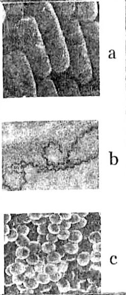 5. Die Plasmodium parasiet het twee stadiums in sy lewensiklus. Die twee stadiums woed in die onderstaande diagramme uitgebeeld. Skryf slegs die nommers en die byskrifte neer. (8) 6.
