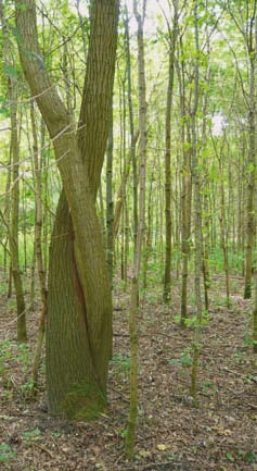 Een kale rioolbuis is niet erg uitnodigend. Zo n geheimzinnig overwoekerde doorgang wel. Is het een grot of een vluchtweg uit een verborgen kasteel?