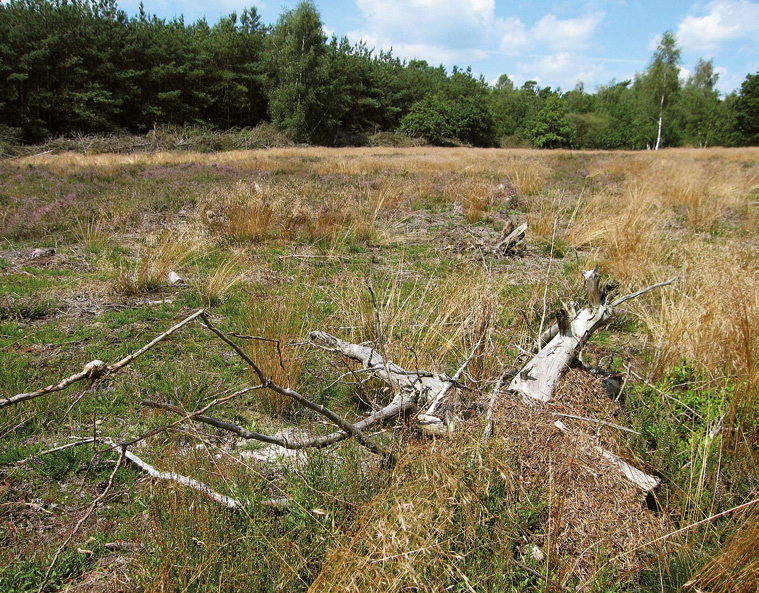 entomologische berichten 133 5. Habitat van Formica exsecta (in sector I van figuur 4). Foto: Bram Mabelis 5. Habitat of Formica exsecta (in sector I of figure 4). 6.