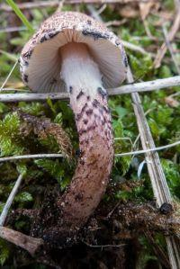 Nieuws boek over Eetbare paddenstoelen Auteur: Jens H. Petersen. Prijs: 19,95. Verschijnt eind november 2014 In West-Europa groeien de smakelijkste paddenstoelen overal om ons heen.